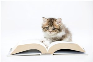趴在书旁边的可爱猫咪图片