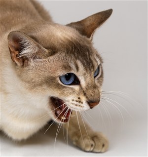 露出牙齿凶猛的猫咪图片