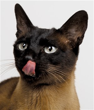 吐舌头的波斯猫咪图片