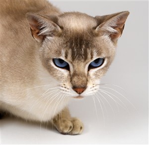 眼神犀利的波斯猫咪图片