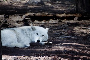 唯美野生动物趴在地上的白狼图片