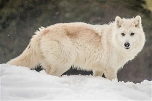 回头观望的白狼图片唯美野生动物