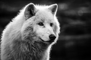 黑白照片白狼图片