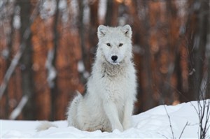 坐在林中的白狼图片