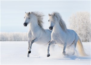 白雪地里的白色骏马图片