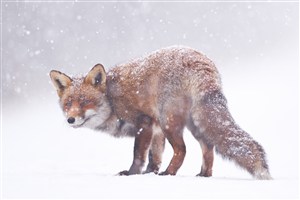 鹅毛大雪地里的狐狸图片