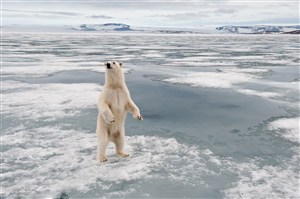 唯美野生动物冰雪上站立的北极熊图片