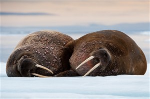 唯美野生动物两头睡觉的海狮图片