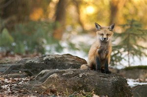 唯美野生动物可爱的小狐狸图片