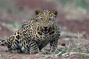 唯美野生动物攻击状态的豹子图片