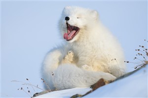 唯美野生动物吐舌头的小北极熊图片