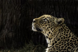 唯美野生动物黑暗中大树旁的豹子图片