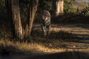 唯美野生动物森林里阳光下的老虎图片