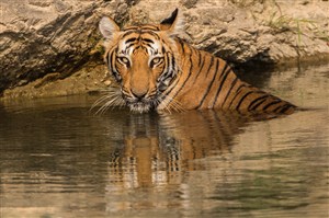 唯美野生动物水里面的老虎图片
