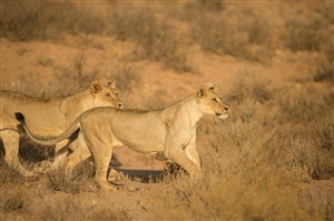 唯美野生动物草地上散步的两头狮子图片