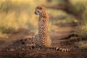 唯美野生动物背影坐在路上的豹子图片