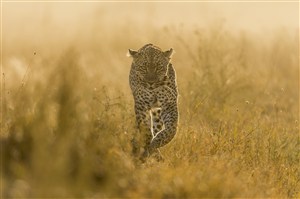 唯美野生动物黄昏下的豹子图片