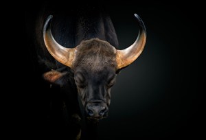 唯美野生动物黑色背景闭着眼睛的牛图片