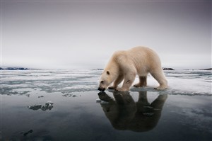 唯美野生动物喝水的北极熊图片