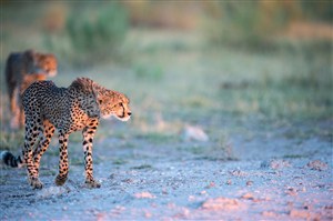 唯美野生动物瘦瘦的豹子图片