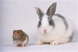 小仓鼠与白灰兔子图片
