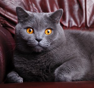 皮沙发上的猫咪图片