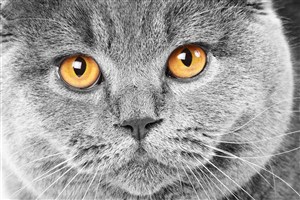 黄色眼睛猫咪图片高清特写