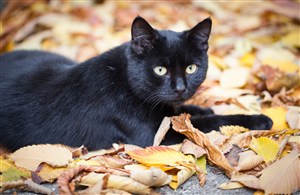 树叶上黑色猫咪图片