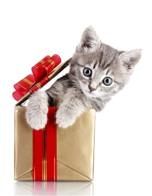 礼物包装盒子里的猫咪图片