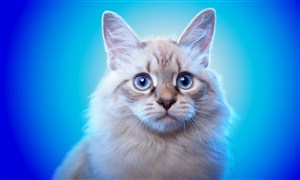 蓝色背景猫咪图片高清特写