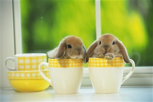 黄色杯子里的两只小兔子图片