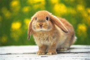 一只黄色的兔子图片
