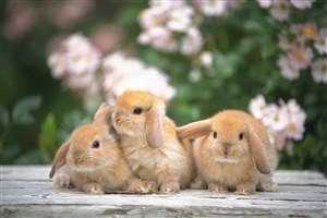 挤在一起的三只兔子图片