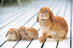 兔妈妈带着两只小兔子图片