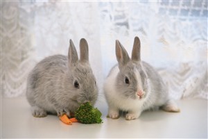 吃着西兰花的兔子图片