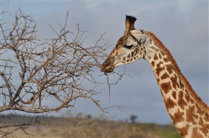 吃树枝的长颈鹿图片