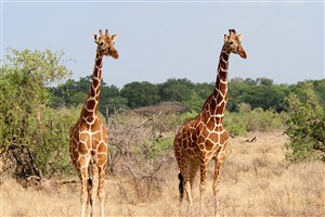 两头竖起脖子的长颈鹿图片