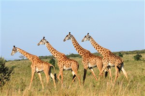 四头散步的长颈鹿图片
