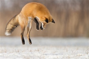 跳起来唯美野生动物狐狸图片