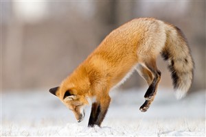 后退跳起来的唯美野生动物狐狸图片