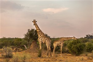两头唯美野生动物长颈鹿图片