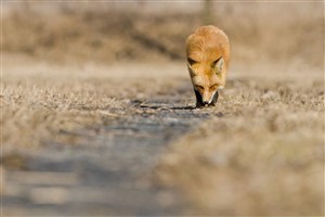 在路上嗅气味的唯美野生动物狐狸图片