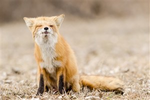 眯着眼睛的唯美野生动物狐狸图片