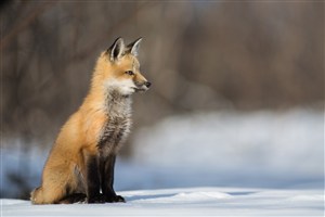 唯美野生动物看着远方的狐狸图片