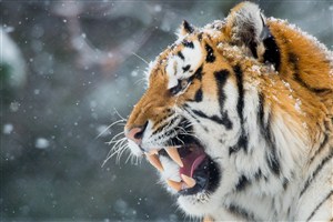唯美野生动物老虎图片