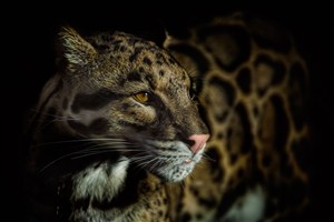 唯美野生动物黑暗中的豹子图片