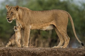 唯美野生动物母狮子与小狮子图片