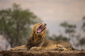 唯美野生動物血盆大口獅子圖片