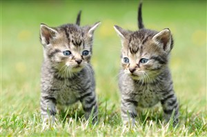 草地上两头可爱的猫咪图片