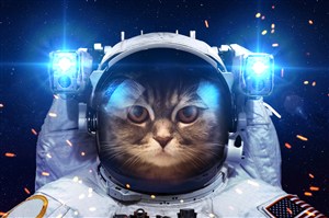 太空猫咪图片
